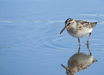 Broad Billed Sand.JPG