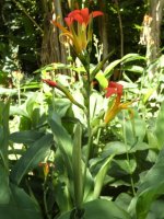 Canna spp  03 - small.jpg