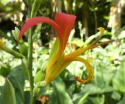 Canna spp  06.jpg