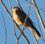 Hermit thrush.jpg