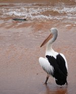 DSC09295 Australian Pelican @ Long Reef bf.jpeg