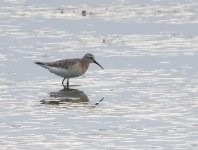 curlew sand best.jpg