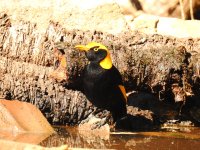 BF 5 Regent Bowerbird.jpg