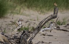 20230829 - Wheatear female watches over her youngster at St Cyrus beach.jpg