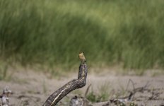 20230829 - Wheatear youngster on St Cyrus beach.jpg