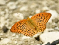 Argynnis paphia (1).jpg