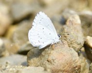 Celastrina argiolus.jpg