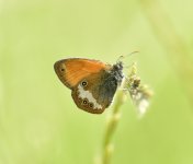 Coenonympha arcania.jpg