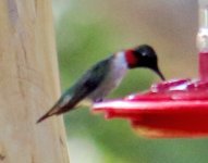 unknown hummingbird1a.jpg