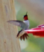 unknown hummingbird1c.jpg