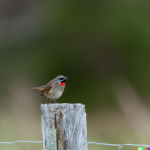 DALL·E 2023-09-01 11.04.57 - A Siberian Rubythroat on a fence post.png