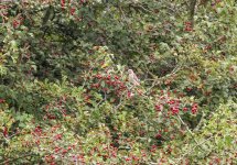 Linnet or Goldfinch.jpg