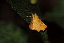 20230813 (3)_Canary-shouldered_Thorn.JPG