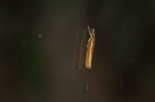 20230825 (2)_Agriphila_tristella.JPG