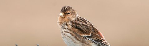 1019688-hero-twite-perched-on-wire-rspb.jpg