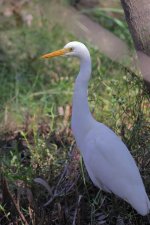 Intermediate Egret 1d-denoise.JPG