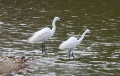 220328004 Nara Ponds.JPG