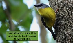 DSC09609 Banner: Eastern Yellow Robin  @ Harold Reid bf.jpeg