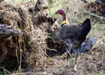 Australian Brush Turkey @ Harold Reid bf.jpeg