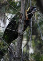 DSC09670 Yellow-tailed Black Cockatoo @ Harold Reid.jpeg