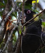 DSC09679 Yellow-tailed Black Cockatoo @ Harold Reid bf.jpeg