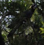 DSC09685 Yellow-tailed Black Cockatoo @ Harold Reid bf.jpeg