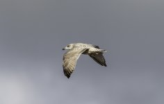20230908 - Juvenile gull passing by.jpg