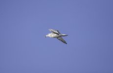 20230908 - Young gull flyby.jpg