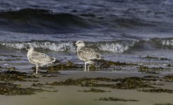 20230908 - Young Herring gulls on the beach.jpg