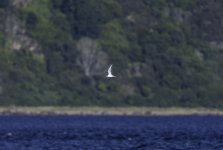 20230908 - Tern in mid channel.jpg