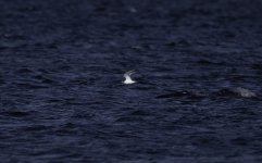 20230908 - Young Tern in mid channel.jpg