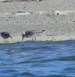 Least and sanderling.jpg