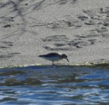 Least sandpiper 2.jpg