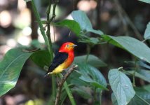 band tailed manakin prof.JPG