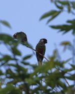 grey breasted parakeet.JPG