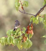 Eastern Black Eared Wheatear.3.JPG