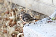 Eastern Black Eared Wheatear.4.JPG