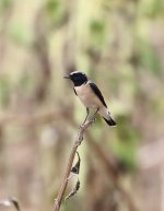 Eastern Black Eared Wheatear.5.JPG