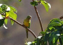 cactus parakeet.JPG