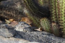 pygmy nightjar.JPG