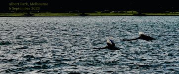 DSC09761 Black Swan @ Albert Park bf.jpeg