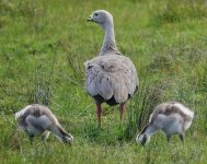 DSC09959 Cape Barren Goose @ Pyramid Point Rd.jpeg