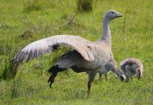 DSC09927 Cape Barren Goose @ Pyramid Rock Rd.jpeg