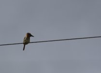 spot backed puffbird.JPG