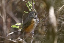 white browed antpitta.JPG