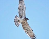 Short toed eagle Lesvos w-e 14-09-23 cc T.J.L. Cameron Gibson.jpg