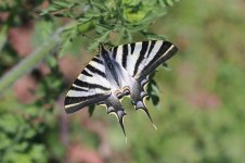 Iberian Scarce Swallowtail mor 1.jpg