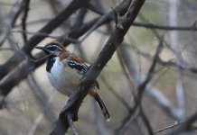 streak backed antbird.JPG