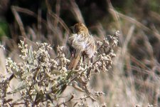 Cisticola subruficapilla.jpg