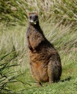 DSC09872 Swamp Wallaby @ Pyramid Rock Rd bf.jpeg